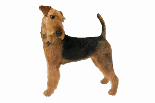  Airedale Terrier carattere, prezzo e allevatori