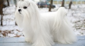 cane maltese carattere prezzo foto