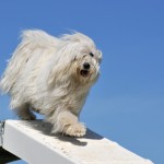 cane maltese carattere prezzo foto