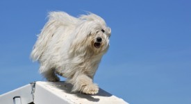 cane maltese carattere prezzo foto