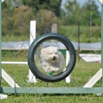 cane maltese carattere prezzo foto