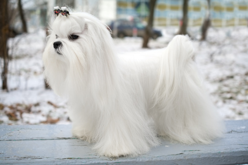 cane maltese carattere prezzo foto