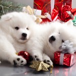 Foto cani natale