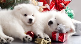 Foto cani natale