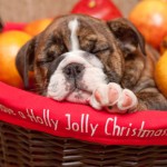 Foto cani Natale