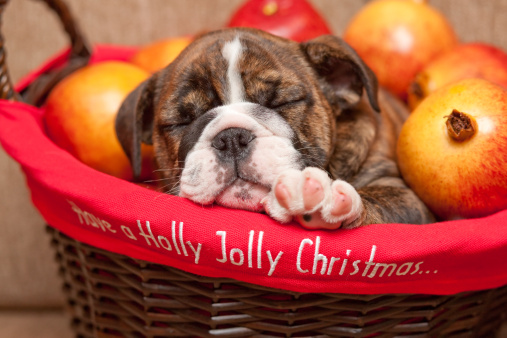 Foto cani Natale