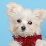 cane maltese carattere prezzo foto