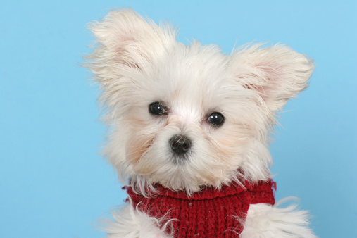 cane maltese carattere prezzo foto