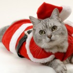 foto gatti Natale