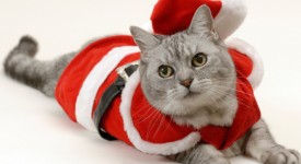 foto gatti Natale