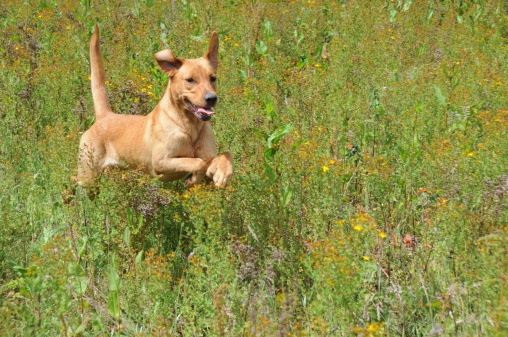 Aiutare cani e gatti spaventati 