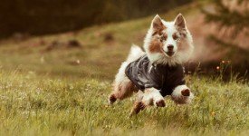 Cappottini tecnici per cani