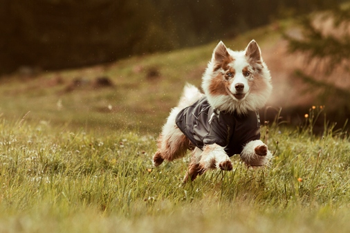 Cappottini tecnici per cani