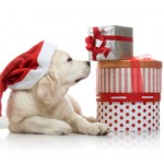 cane, natale, animali domestici