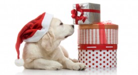 cane, natale, animali domestici