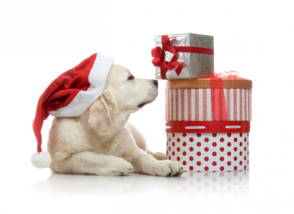 cane, natale, animali domestici