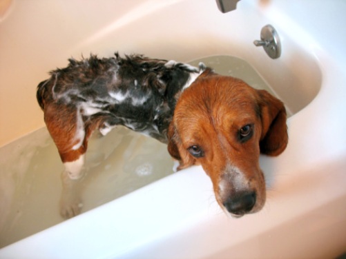 shampoo secco per animali