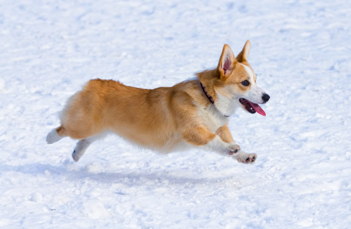 Corgi Gallese carattere