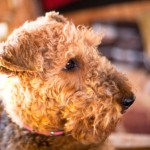 Airedale Terrier carattere, prezzo e allevatori