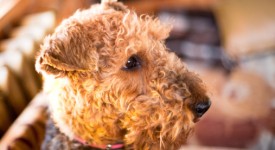 Airedale Terrier carattere, prezzo e allevatori