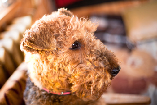 Airedale Terrier carattere, prezzo e allevatori