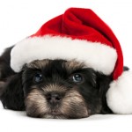 Foto cani Natale