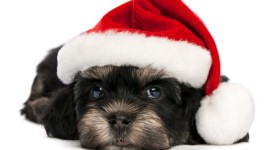 Foto cani Natale