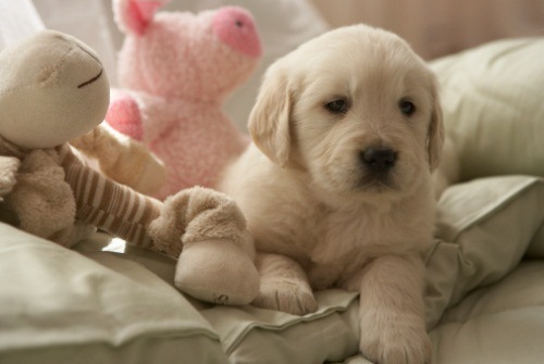 cucciolo di cane che sembra un peluche