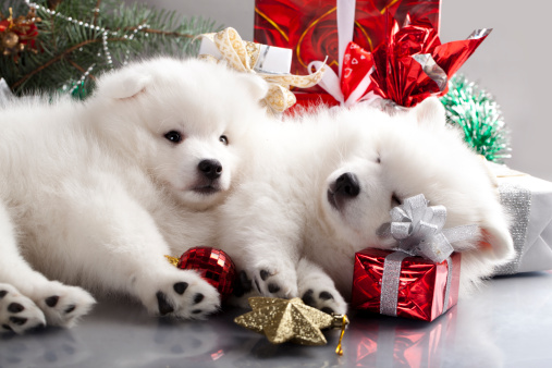 regali natalizi per animali