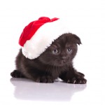 foto gatti Natale