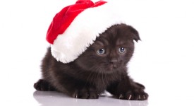 foto gatti Natale