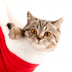 foto gatti natale