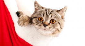 foto gatti natale