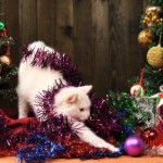 foto gatti Natale