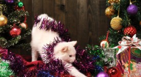 foto gatti Natale