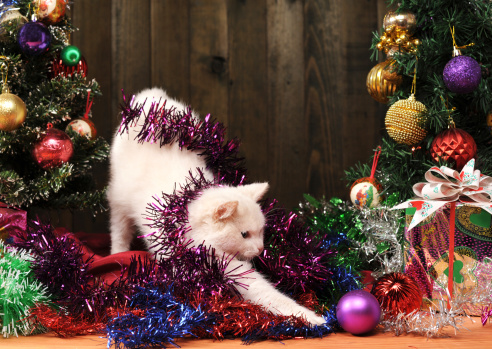 Bellissime Foto Di Natale.Le Foto Piu Belle Dei Gatti A Natale Tutto Zampe