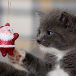 foto gatti natale