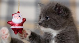 foto gatti natale