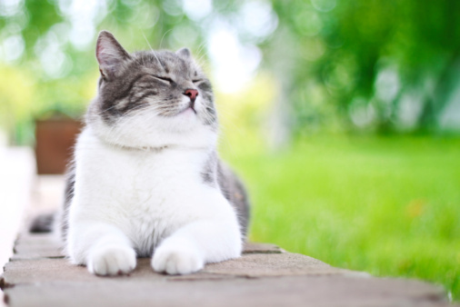 gatto fedele cimitero proprietario