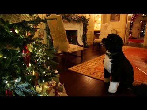 Decorazioni Natalizie Youtube.Video Thumbnail For Youtube Video Il Cane Bo E Le Decorazioni Di Natale Video Tutto Zampe Tutto Zampe 46941