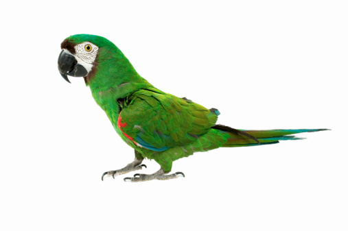dieta casalinga del pappagallo