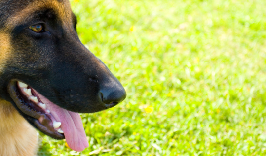 Cane torna chiesa dopo morte proprietaria