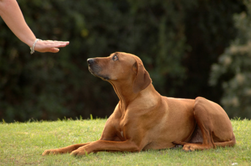 Come comunicare cane sordo consigli sicurezza