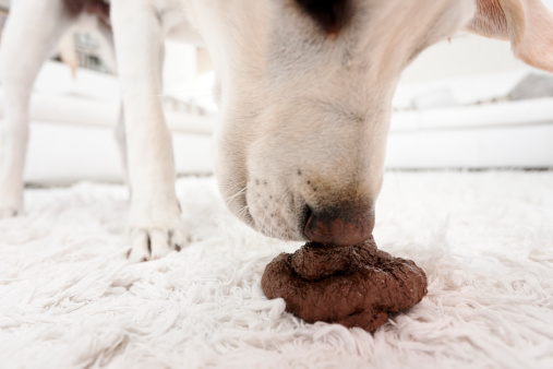 Perché Il Cane Si Rotola Negli Escrementi Tutto Zampe