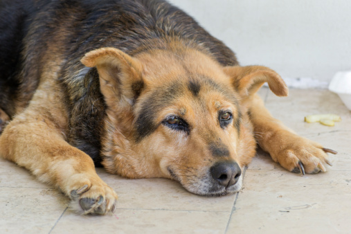 Mille famiglie mille cani anziani iniziativa aidaa