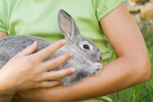 mangimi wellness per conigli
