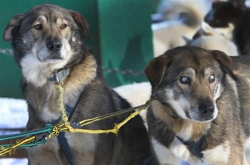 Cane slitta cieco fratello 4 zampe