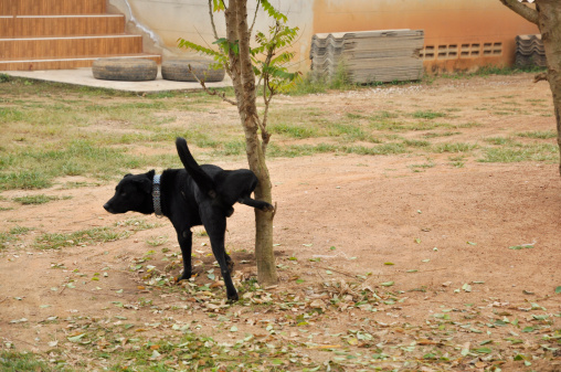 sangue urine cane, pipì, cani,