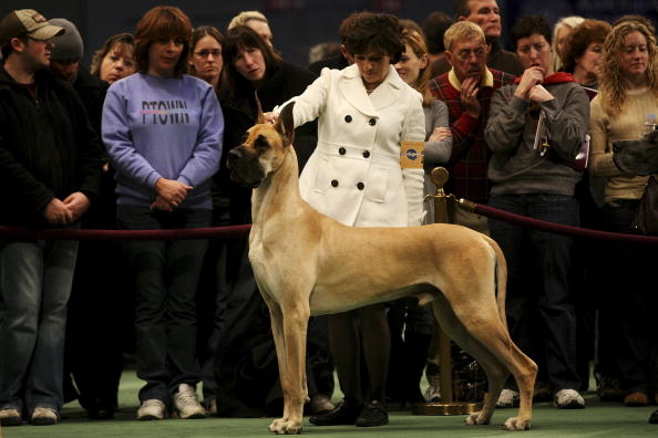 cane alano video divertenti