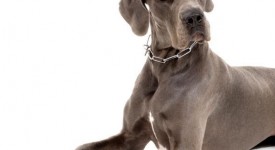 Torsione stomaco cane alano: cosa fare, cura, prevenzione
